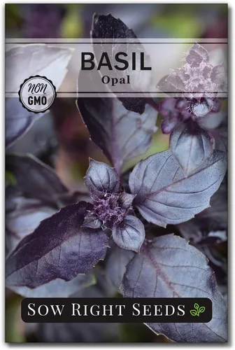 Sow Right Seeds - Semillas de albahaca de ópalo para plantar - Paquete de reliquia sin OMG con instrucciones para plantar en interiores o exteriores