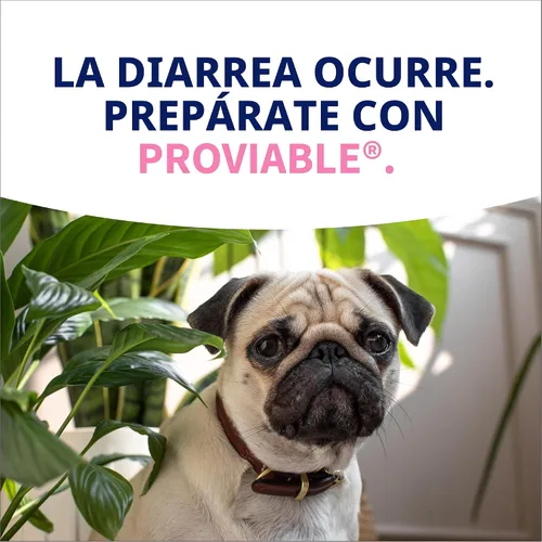 Miniatura 12 de Nutramax Probióticos proviables para perros y gatos pequeños, kit de apoyo para la diarrea, suplemento de salud digestiva con múltiples cepas