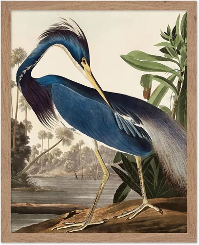 Miniatura 80 de Poster Master Vintage James Audubon Póster - Impresión Retro de Cuervo - Arte de Aves de América - Arte de Aves - Regalo para Hombres, Mujeres