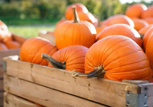 Miniatura 5 de Semillas de calabaza a granel para plantar, 1 libra, más de 4,000 semillas tradicionales sin OMG, semillas de calabaza de alta germinación