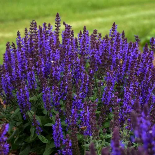 Miniatura 2 de Votaniki Salvia nemorosa 'Bumbleblue' (salvia) - Raíz de tamaño #1 para plantar, salvia perenne con follaje fragante y flores azules fragantes