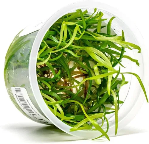 Miniatura 57 de Planta viva SubstrateSource - Hierba enana Eleocharis Belem cultivada en tejidos acuáticos para acuario - 100% libre de caracoles en copa in vitro