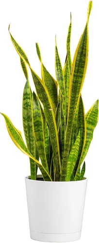 Miniatura 14 de Costa Farms - Planta de serpiente, Sansevieria, planta viva en maceta decorativa, fácil de mantener, suculenta purificadora de aire para interiores