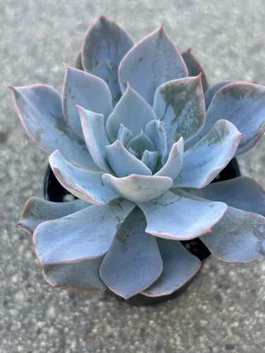 Miniatura 5 de Echeveria Desmetiana - Planta suculenta viva, maceta de 2 pulgadas, totalmente enraizada, azul-verde con bordes rosados, decoración para el hogar