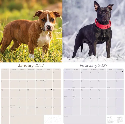 Miniatura 2 de Calendario 2025 2026 de American Staffordshire Terrier – Calendario mensual de pared de raza de perro – 12" x 24" abierto – Papel grueso sin