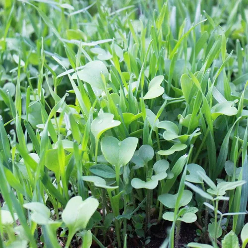 Mountain Valley Seed Company - Mezcla de semillas para cultivo de cubierta sin labranza para granja y jardín - 11.34 kg a granel - Mezcla de