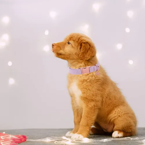 Miniatura 5 de DOGWONG Juego de correa de algodón para perro, collar morado para mascotas, collar duradero y ajustable para perros pequeños, medianos y grandes