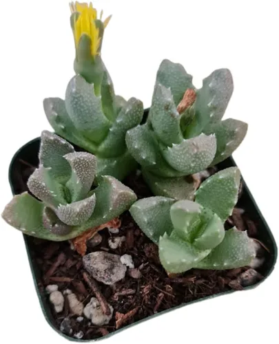 Plantas de Cactus y Suculentas Vivas (Maceta de 5 cm Oscularia deltoides 'Planta de Hielo Rosa')