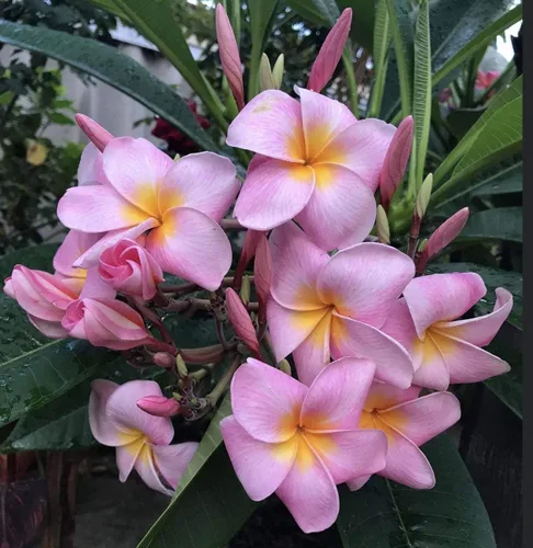 Miniatura 8 de Hawaiian Rare Plumeria Frangipani - Planta esquejes de planta roja, blanca, amarilla, rosa, 10 pulgadas, Discount Hawaiian Gifts LQ4 (rosa)