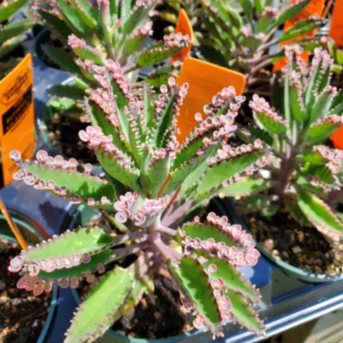 Miniatura 6 de Kalanchoe - Mariposa rosa, planta Kalanchoe rosa viva en maceta de 2 pulgadas, madre de miles de suculentas abigarradas planta de interior viva