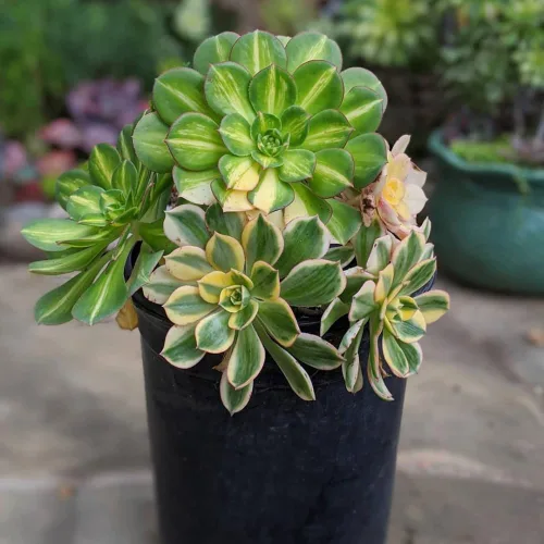 Miniatura 4 de Aeonium Planta Viva, Raras Suculentas Aeonium para Plantas de Interior en Maceta de 4 Pulgadas, Suculentas para Decoración de Oficina en Casa