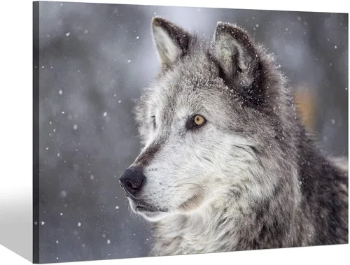 Miniatura 11 de Sea Whisper - Lienzo de arte de pared de vida silvestre, lobo en la hierba con ojos firmes, naturaleza, bosque, escena de parque, pintura artística