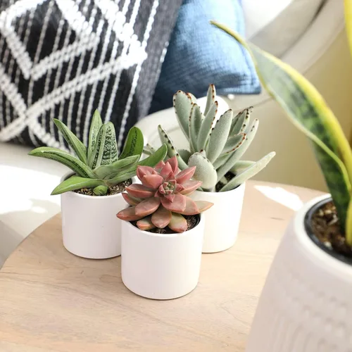 Miniatura 4 de Plants for Pets Suculentas (paquete de 3), plantas suculentas vivas en macetas blancas, mini plantas suculentas, regalos únicos de jardinería