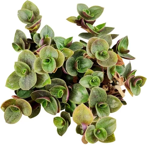 Callisia Repens - Planta rastrera de pulgadas, vid de tortuga, judío boliviano (2 pulgadas + maceta cultivadora), plantas de interior pequeñas para
