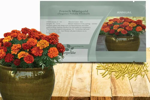 Miniatura 13 de Outsidepride 250 semillas anuales Tagetes Patula Outback French Marigold Garden Flower Seed Mix para plantar French Outback Mix