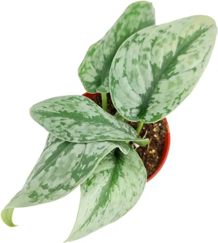 Miniatura 2 de Silver Splash Pothos - Scindapsus Pictus 'Exotica' (maceta cultivadora de 4 pulgadas) – Planta de interior fácil de cultivar – Planta