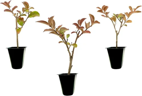 Crape Myrtle Sioux | 3 plantas vivas | Flores de color rosa intenso vibrantes, planta viva, arbusto ornamental espectacular para impresionantes