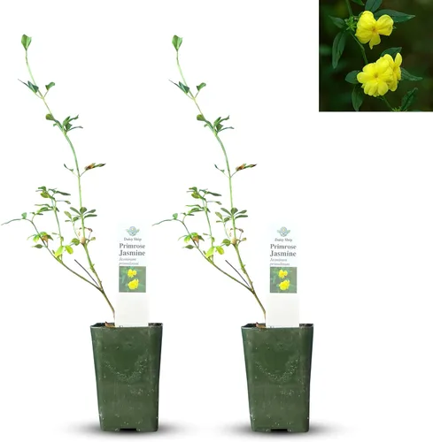 Miniatura 11 de Hibisco Rosa. rosa-sinensis. Planta Viva - Hibisco Tropical Floreciente, Flores Bonitas, Usado en Té y Jugo (2 Plantas de Hibisco Rosa)