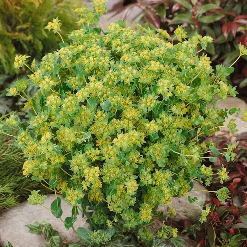 Miniatura 7 de Outsidepride Hare's Ear Bupleurum Seeds – 2000 unidades. Semillas anuales, tolerantes a la sequía y de bajo mantenimiento, semillas de flores