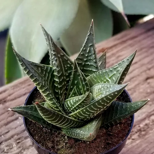 Miniatura 10 de Altman Plants, Plantas suculentas surtidas vivas para el hogar (4 paquetes), plantas suculentas para oficina y hogar, plantas vivas para interiores