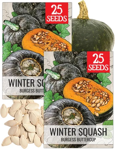 Miniatura 11 de Seed Needs Semillas de calabacín para plantar calabaza de verano Black Beauty, sin OMG, reliquia y sin tratar, rendimientos prolíficos de deliciosos