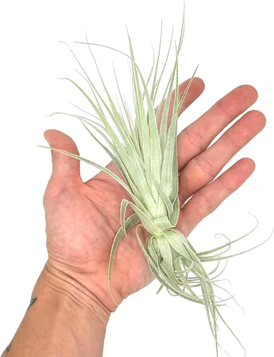 Miniatura 4 de Planta de aire vivo – Tillandsia Gardneri 5-7 pulgadas – 3 unidades – ragnaroc Rare Collectors Planta tropical de interior – Llegada viva