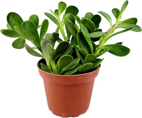 Miniatura 5 de Fat Plants - Colección de suculentas colgantes