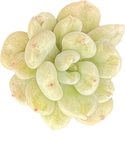 Miniatura 13 de Sprout N Green Sedum Dorado, Sedum adolphi, Mini suculenta viva totalmente enraizada en maceta de inicio de 2 pulgadas con mezcla de tierra, planta