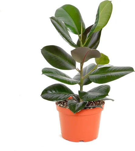 Miniatura 4 de Shop Succulents Ficus Tineke, planta de interior viva, árbol de goma de bajo mantenimiento con hojas rosas y verdes vibrantes, ideal para decoración