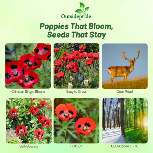 Miniatura 2 de Outsidepride Lady Bird - Semillas de amapola – 10000 piezas anuales, compactas, fáciles de cultivar y de bajo mantenimiento con flores rojas