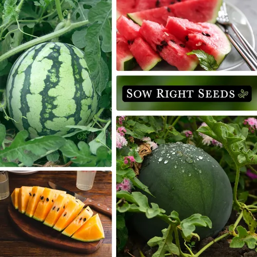 Miniatura 3 de Sow Right Seeds - Colección de semillas de frutas de sandía para plantar - Melones carmesí dulce, dulce dulce, dulce de azúcar, tierno y orangeglo