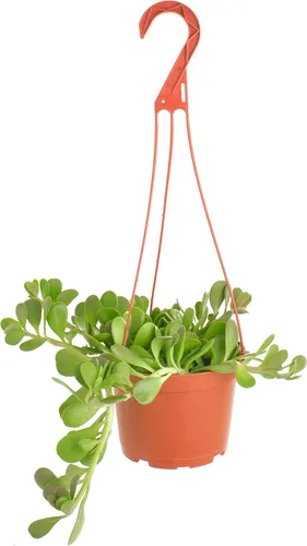 Shop Succulents Planta Suculenta de Jade Rastrero, Senecio Jacobsenii, Planta Suculenta Viva de 6 Pulgadas Completamente Enraizada con Colgador,