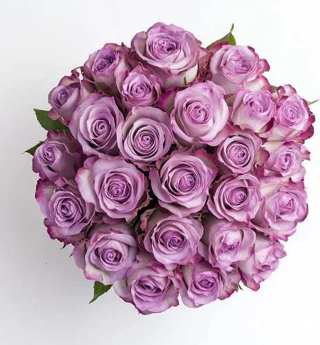 Miniatura 17 de GlobalRose Ramo de 100 Rosas Melocotón - Rosas de Origen Responsable Flores Frescas - Ramo Fresco de Flores Seleccionadas a Mano para Graduación