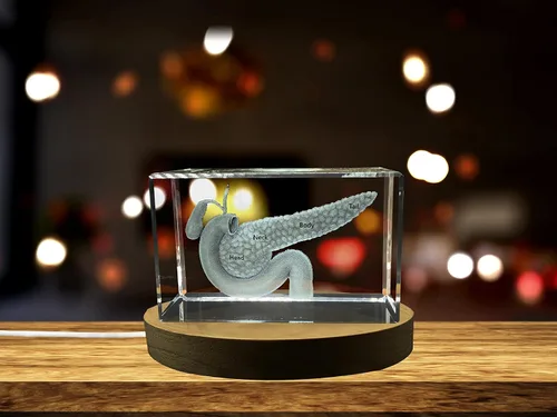 Miniatura 20 de Regalo para médicos 3D grabado en cristal recuerdo/regalo/decoración/(pequeño (3 x 2 x 2 pulgadas), arterias)