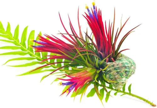 Miniatura 5 de Air Plants Live, 10 plantas de aire de Tillandsia rojas, plantas de interior vivas para cultivar en interiores y exteriores, de 2 a 3 pulgadas