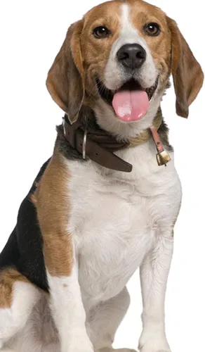 Miniatura 2 de 1 collar de perro, campanas de hierro para vaca, hacedores de ruido, perro de campo, vaca, oveja, ganado, campana con correa de botón de cuero