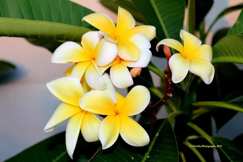 Miniatura 3 de Hawaiian Rare Plumeria Frangipani Planta esquejes rojo, blanco, amarillo, rosa - 10 pulgadas - Descuento Hawaiian Gifts LQ4 (amarillo)