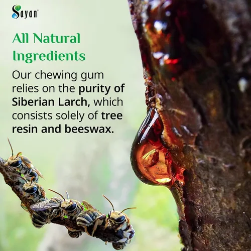 Miniatura 4 de Sayan Resina de alerce siberiano totalmente natural sin azúcar y goma de mascar de cera de abejas – 6 paquetes (96 piezas) para aliento fresco