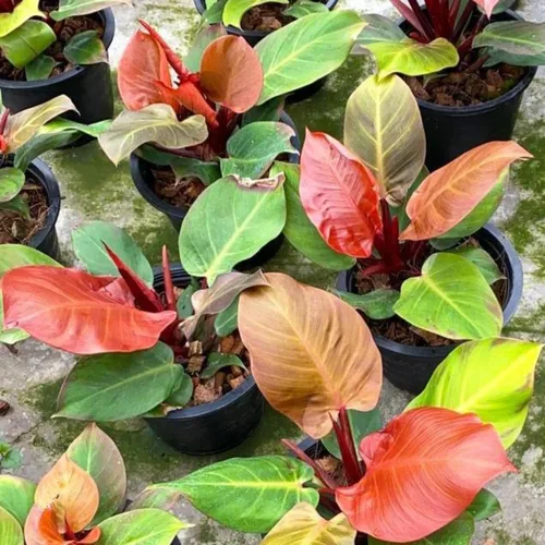 Miniatura 4 de Planta de filodendro en maceta de 4 pulgadas, planta de interior tropical, planta de follaje de fácil cuidado para el hogar, oficina o patio