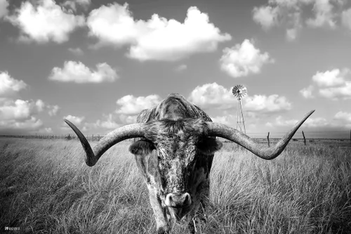 Póster laminado de Texas Longhorn de pie en pastizal, decoración del hogar, sala de estar y decoración moderna de granja, carteles de arte en blanco