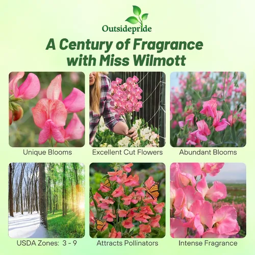 Miniatura 2 de Outsidepride Miss Wilmott Semillas de guisantes dulces – 100 piezas anuales, fáciles de cultivar, semillas de vid para plantar flores fragantes