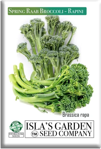 Semillas de brócoli Raab Rapini de primavera, 300 semillas por paquete, semillas sin OMG, nombre botánico: Brassica oleracea, Isla's Garden Seeds