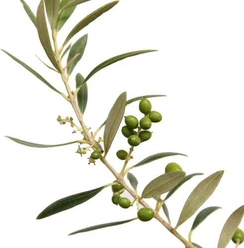 Miniatura 2 de Perfect Plants Planta viva de oliva arbequina, 2-3 pies, incluye guía de cuidado
