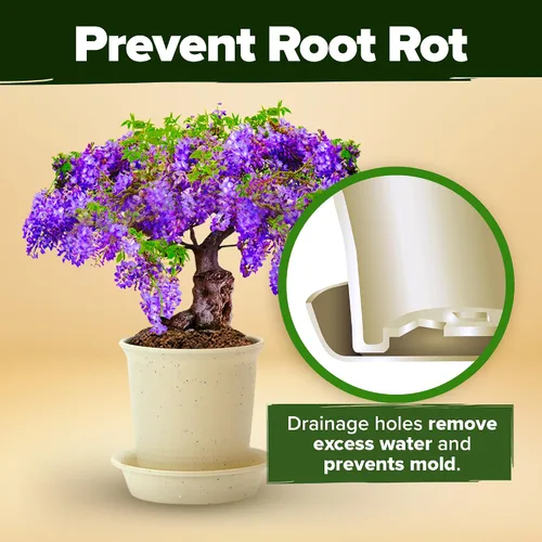 Miniatura 5 de HOME GROWN Más de 23,500 semillas de rosa musgo y árbol bonsái Kit de regalo para hombres y mujeres - Cultiva 4 árboles bonsái