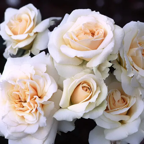 Miniatura 5 de Own-Root - Rosa leyenda inglesa de un galón Penny Lane™ de Heirloom Roses