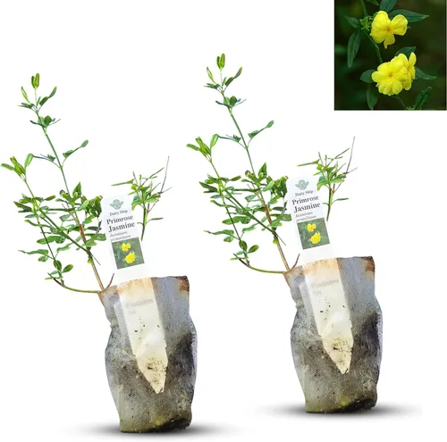 Miniatura 52 de Hibisco Rosa. rosa-sinensis. Planta Viva - Hibisco Tropical Floreciente, Flores Bonitas, Usado en Té y Jugo (2 Plantas de Hibisco Rosa)