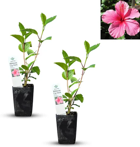 Hibisco Rosa. rosa-sinensis. Planta Viva - Hibisco Tropical Floreciente, Flores Bonitas, Usado en Té y Jugo (2 Plantas de Hibisco Rosa)