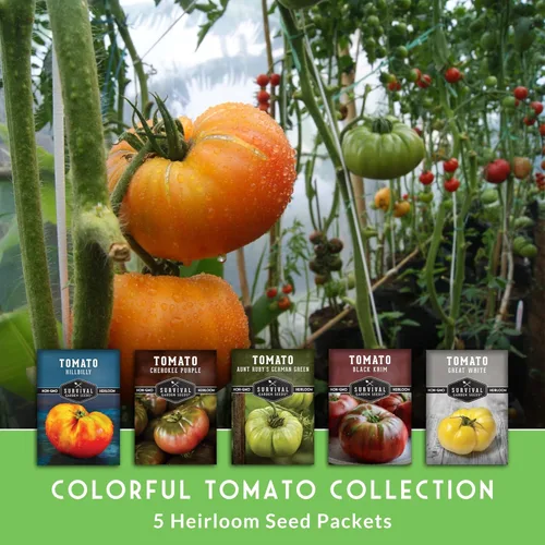 Miniatura 3 de Semillas de tomate coloridas reliquia, paquete variado de 5 con tomates raros no transgénicos para plantar Black Krim, Cherokee Purple, Hillbilly