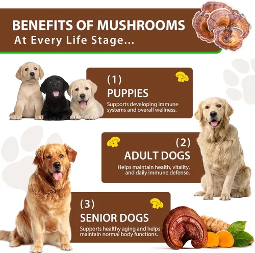 Miniatura 6 de Hongo de cola de pavo para perros, mezcla de hongos, cúrcuma y probiótico para apoyo inmunológico, digestivo y articular, cola de pavo para perros