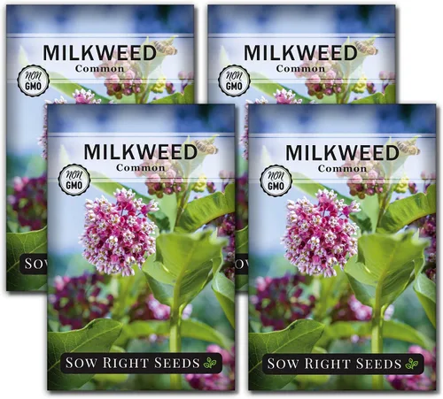 Miniatura 9 de Sow Right Seeds - Semillas de algodoncillo común para plantar - Cultiva tus propias asclepias para mariposas monarca - Mala de leche/Asclepias